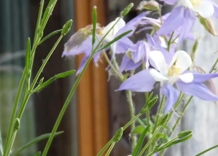 Sous La Garenne Conteville (Eure)